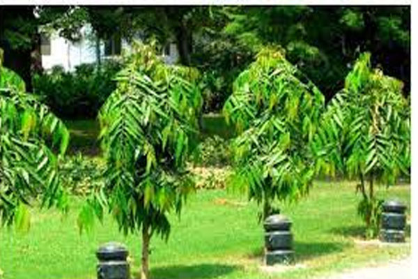 Vastu Tips: घर में रख लीजिए इस पेड़ की पत्तियां, पलभर में हो जाएंगे मालामाल