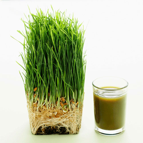 Wheat grass के Health के लिए 7 कमाल के लाभ 