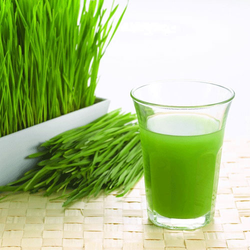 Wheat grass के Health के लिए 7 कमाल के लाभ 