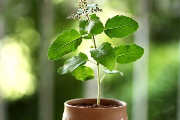 तुलसी के पौधे में डालिए हल्दी, ज्योतिषीय मान्यता से होता है लाभकारी