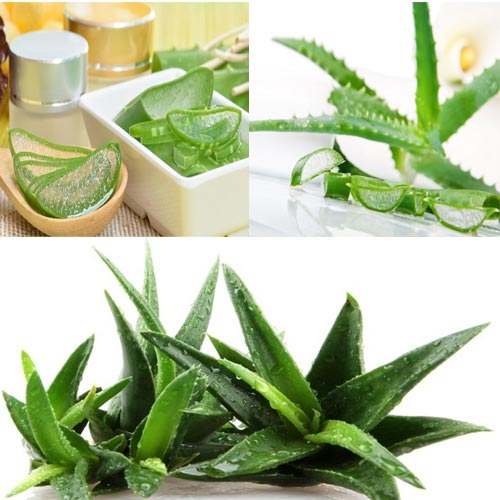 घर का डॉक्टर Aloe vera 