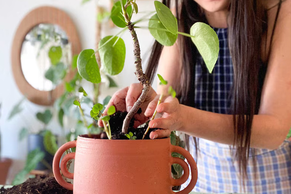 Gardening Tips: सर्दियों में सुख जाते हैं पेड़ पौधे, तो इस तरह करें केयर