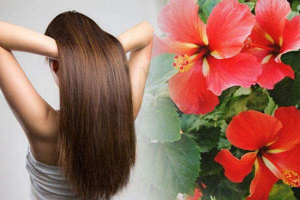 Hair Care Tips: गुड़हल के फूल से करें बालों की देखभाल, सिल्की और शाइनी बनेंगे बाल