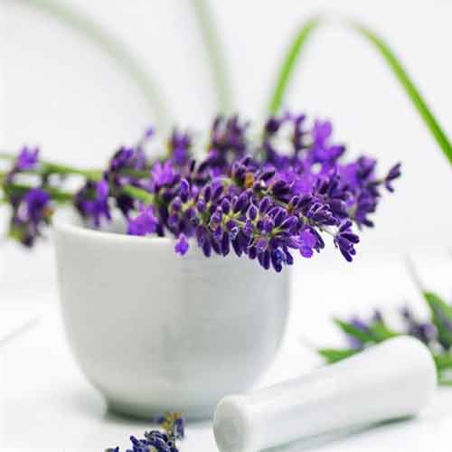 Lavender के स्वास्थ्यवर्धक लाभ 