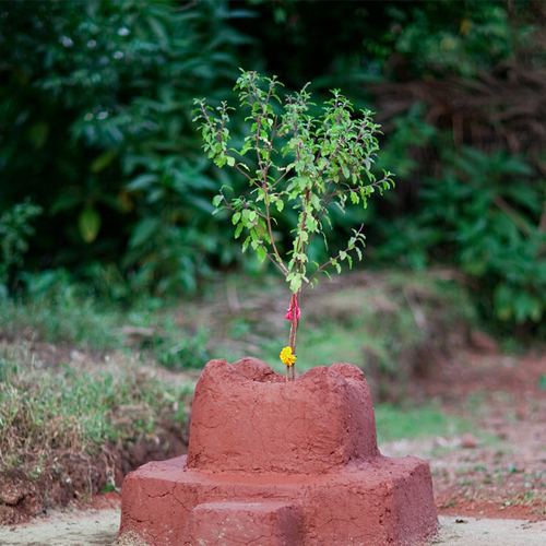 जानिये: तुलसी की पूजा करने के लाभ ही लाभ 