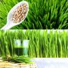 Wheat grass के Health के लिए 7 कमाल के लाभ 