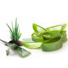 जानिए: Aloevera के चमत्कारी लाभ 